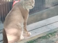 -青藏高原野生动物园
