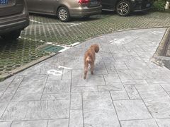 -瑞派天使宠物医院·神经外科·骨科·核磁(洛川中路店)