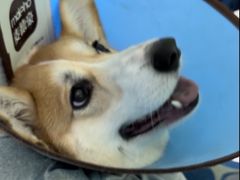 -圣宠动物医院·犬猫专科·影像中心·外科中心