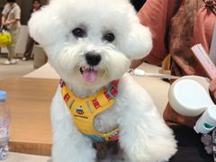 -翊宠yipet猫狗购宠庄园犬舍•猫舍