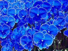 -双季花艺园艺市场(浦东店)