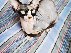 -瑞霖·隆江猪脚饭