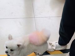 -宠福鑫康馨动物医院·骨科·眼科