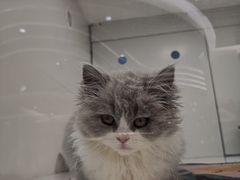 -1013 PET SHOP精品宠物商店(丁香店)