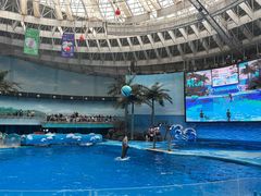-海合安成都极地海洋公园