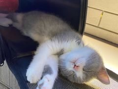 -lincat·猫舍(广州店)