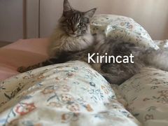 -十年猫舍·猫咪专门店(普陀店)