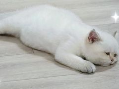 -喵zoo家庭繁育猫舍(尖东智能花园店)