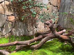 -森SPA·泰式按摩·精油Massage(宝安中心店)