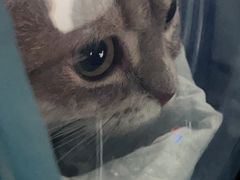 -飞行喵MR PILOT|猫舍·猫咖(静安大融城店)
