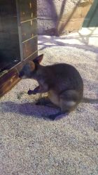 -酷嗒动物文化乐园(cutezoo西溪乐天城店)