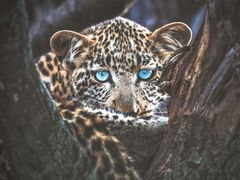 -罗红摄影艺术馆