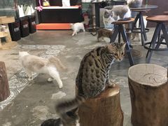 -more than meow吴止猫主题餐厅(承德 中船汇店)