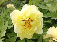 -莲花池公园