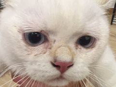 -袖虎·猫馆(体育西路店)