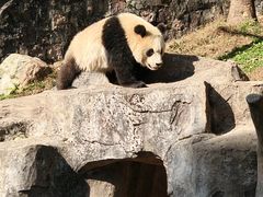 -都江堰中华大熊猫苑