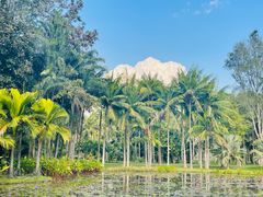 -中国科学院西双版纳热带植物园