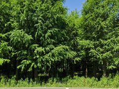 -广富林郊野公园