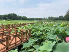 -洪湖生态旅游区