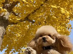 -元大都城垣遗址公园