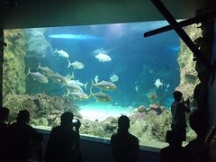 -悉尼海洋生物水族馆