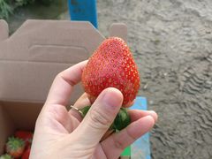 -恒绿农产品草莓采摘园