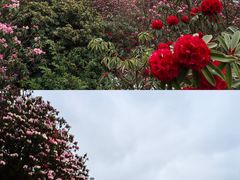 -贵州百里杜鹃风景名胜区