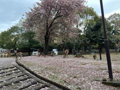 -奈良公园