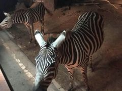 -清迈夜间动物园