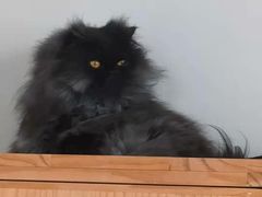 -猫的茶·猫咖