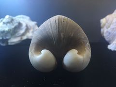 -贝壳梦幻世界
