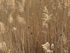 -野鸭湖国家湿地公园