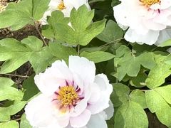 -洛阳市隋唐城遗址植物园