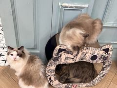 -安格丽娜·狗咖·猫咖羊驼咖(春熙路百盛商场店)