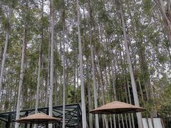 -桉树林A coffee 森林餐厅(三圣乡店)