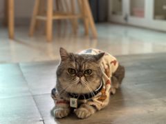 -楼上猫咖(罗湖店)