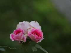 -天坛公园