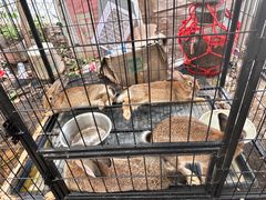 -马陆小张葡萄园农家乐