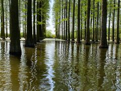 -渌洋湖湿地公园