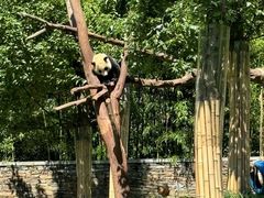 -卧龙中华大熊猫苑神树坪基地