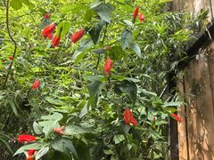 -野象谷景区
