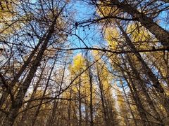 -塞罕坝国家级自然保护区