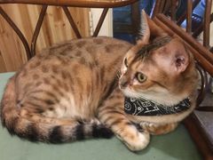 -猫色咖啡·猫咖