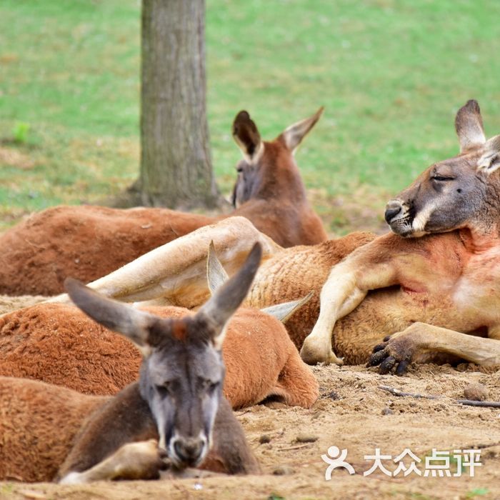 合肥野生動物園