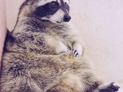 -浣熊柯尔鸭土拨鼠·电玩咖