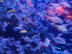 -成都浩海立方海洋公园