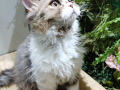 -猫小院猫主题餐厅(三里屯店)