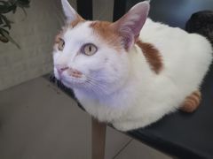 -平行世界·猫咖(首经贸店)