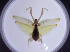 -上海昆虫博物馆