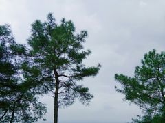 -铁山坪森林公园